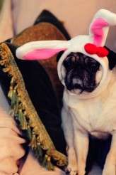 Halloween – Ananda Lima-26