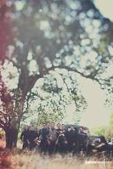 joshua_caine_tdo_012