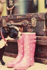 alice hu_fantasy floral_002