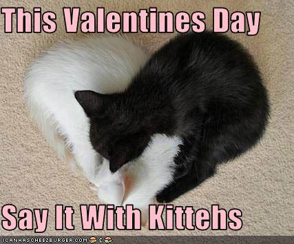 funny-pictures-kittens-sleep-in-heart-shape