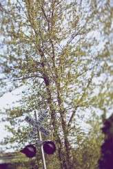 AlvinDianeRocknRoll66