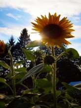 Colleen & Chris 1427