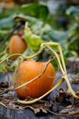 Colleen & Chris 1432