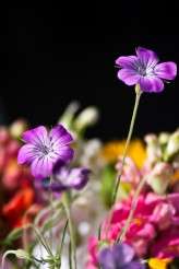 laurenmcglynnphoto-28b