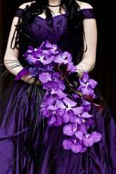 Steve Gerrard Photography