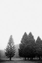 Saules Pieva Photography – Mist_001