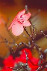 lesbian wedding juliepepin21