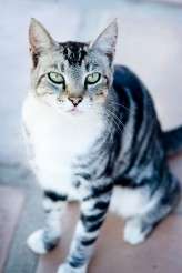 Cape Town Wedding_The Owl and the Pussycat_Lauren Kriedemann Wedding Photography016