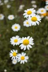 FH_Daniel & Annette_0106