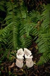 irish backyard outdoor wedding white tea photography hey day photo-014