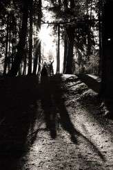 Rams skull_Alpine Image Co__051