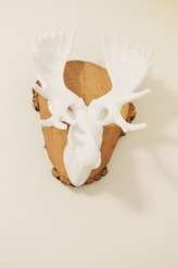 Amelia Hambrook Photographyhttps://www.facebook.com/ameliahambrookphotography