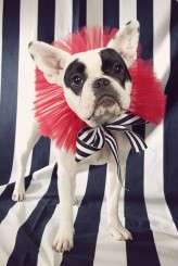 circus-truelovephoto.com0073