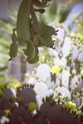 palm springs indie film estate wedding_rad and in love-5