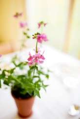 festival-wedding-lisa-dawn-photography-001