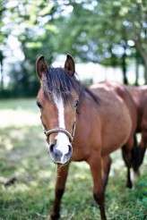 french engagement giant animal heads ashton jp photo7
