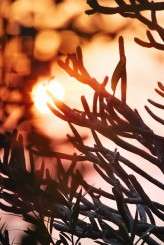 Scenery Detail Sunrise FIONA CLAIR PHOTOGRAPHY