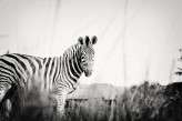 Scenery Detail Zebra 1 BW FIONA CLAIR PHOTOGRAPHY