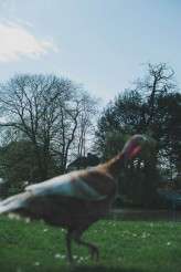 ThespianWedding-NabeelsCamera-012