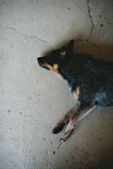 averynonwedding-blushphotography-whittandcolby-55