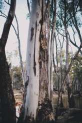 Shirley&Warren_LakshalPerera_106