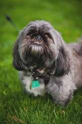 CentralParkPizzaWedding_JuneCochran__567