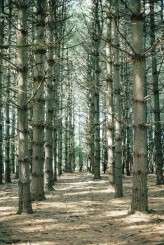 gothic winter engagement15