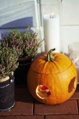 crazy dark blue butterflies_evagrinphotography (415)a