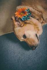 outdoor-irish-wedding-rubistyle_074