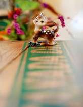 _TorontoIslands_HRM_NikiPatel_26