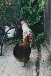 Pieter & Noortje – Modern Hearts_106