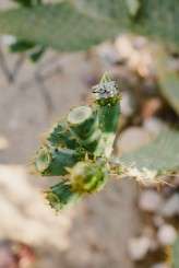 jtdesert_wedding-sethers_and_love_photography-014