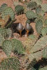 jtdesert_wedding-sethers_and_love_photography-018