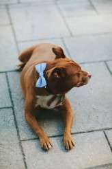 Philadelphia_backyard_wedding_katch_silva_255_Megan-Tom-117