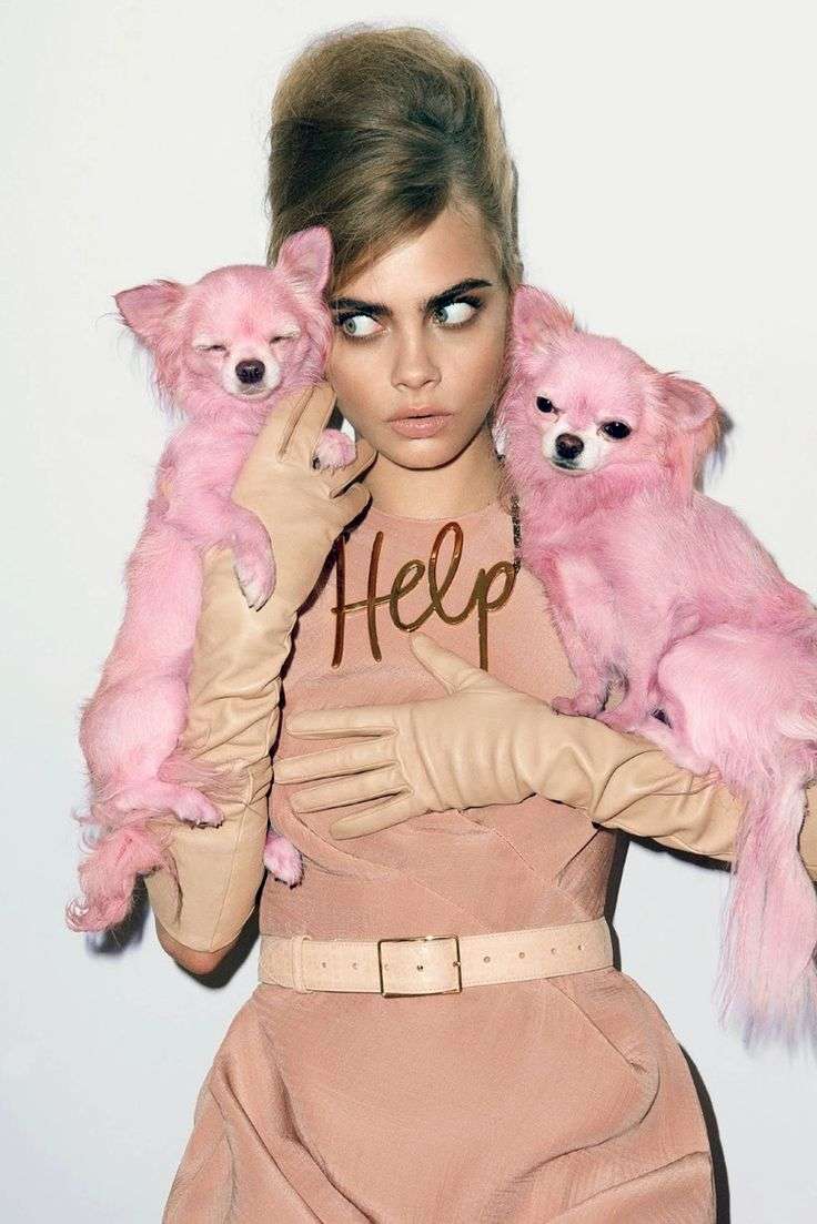 pink dogs