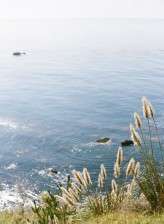 bohemian-big-sur-family-focused-elopement-by-helios-images-48