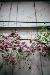 Caro Weiss and Pyrus shoot-29