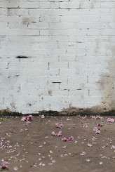 Caro Weiss and Pyrus shoot-31