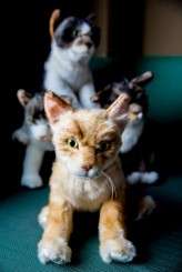 Music_nerd_cat_lover_Chicago_Wedding_by_Sprung_Photo08