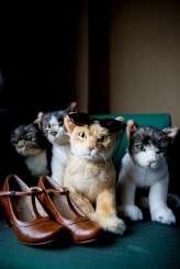 Music_nerd_cat_lover_Chicago_Wedding_by_Sprung_Photo09