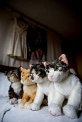 Music_nerd_cat_lover_Chicago_Wedding_by_Sprung_Photo11