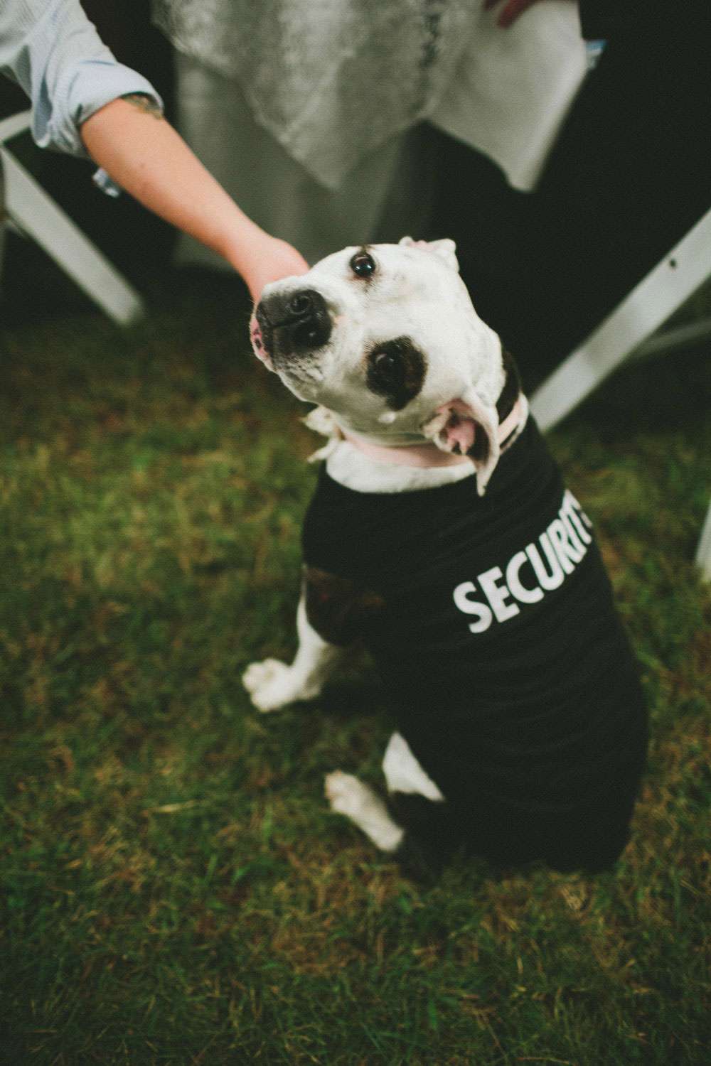 doggie-security