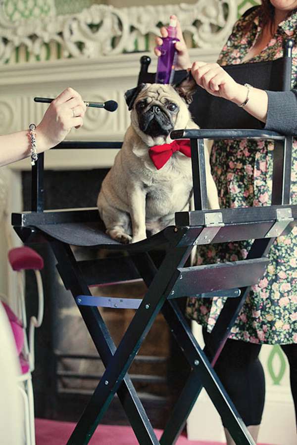 pug beach seaside wedding