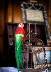 pirate themed wedding4