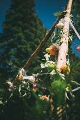 big_trees_state_park_105