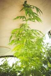 April and Dennis_My Beautiful Bride-5