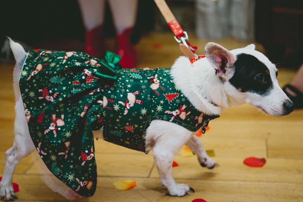 festive pooch