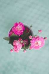 Backyard Wedding_Angela Rose Photography-36