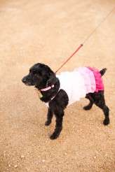 farmhouse-elope_candicebenjamin_1335