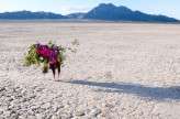 Dry Lake Bed Pop Up Wedding-3